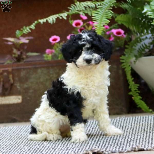 Crystal, Havapoo Puppy