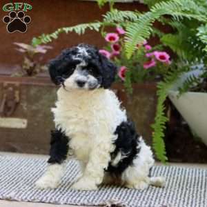 Crystal, Havapoo Puppy