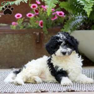 Crystal, Havapoo Puppy