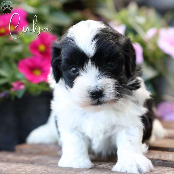 Cuba, Toy Poodle Mix Puppy
