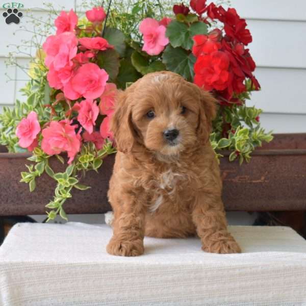 Cutie, Cockapoo Puppy