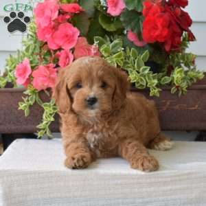 Cutie, Cockapoo Puppy
