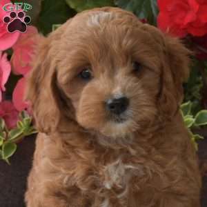 Cutie, Cockapoo Puppy
