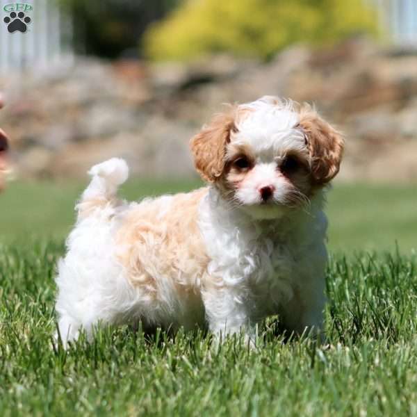 Cutie, Cavapoo Puppy