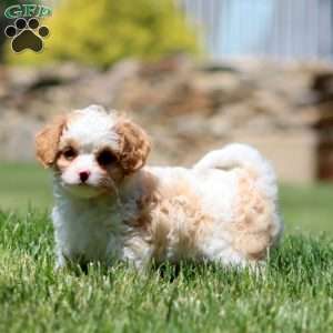 Cutie, Cavapoo Puppy
