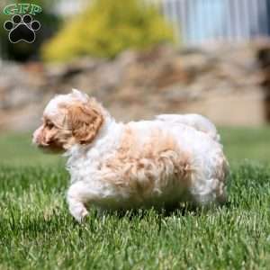 Cutie, Cavapoo Puppy