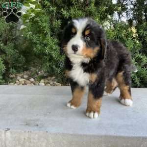 Samson, Bernese Mountain Dog Puppy