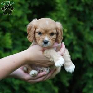 Sparky, Cavachon Puppy