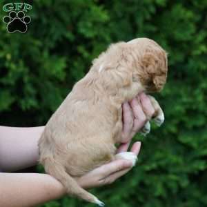 Sparky, Cavachon Puppy