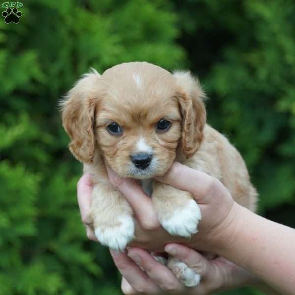 Sparky, Cavachon Puppy