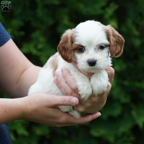 Daisy, Cavachon Puppy