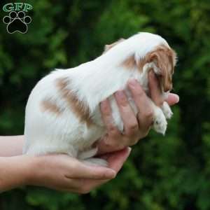 Daisy, Cavachon Puppy