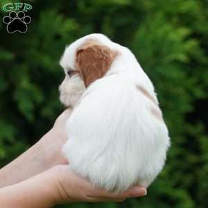 Daisy, Cavachon Puppy