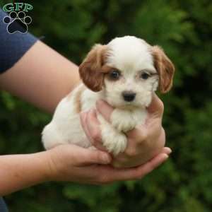 Daisy, Cavachon Puppy