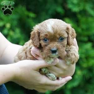 Bella, Cavachon Puppy