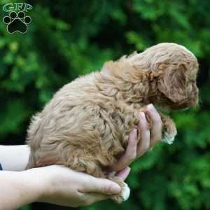 Bella, Cavachon Puppy