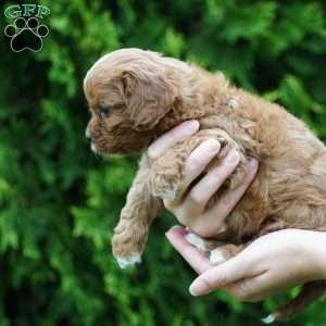 Bella, Cavachon Puppy
