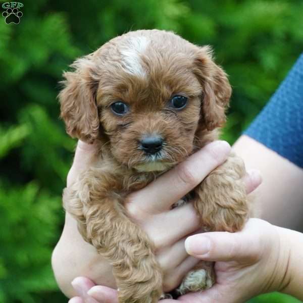 Bella, Cavachon Puppy
