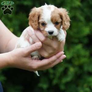 Shady, Cavachon Puppy