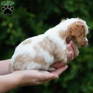 Shady, Cavachon Puppy