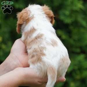 Shady, Cavachon Puppy