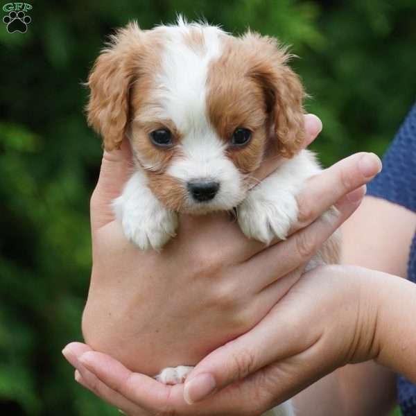 Shady, Cavachon Puppy