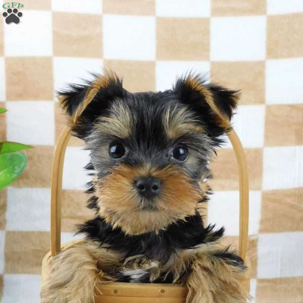 Mike, Yorkie Puppy