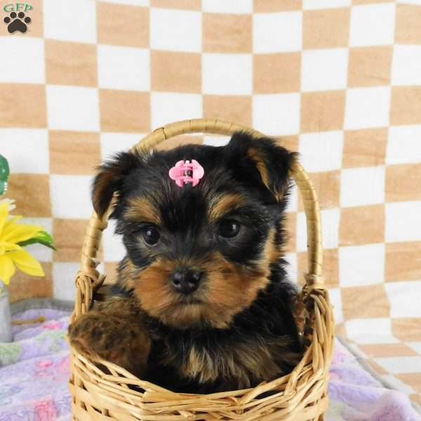 Marigold, Yorkie Puppy
