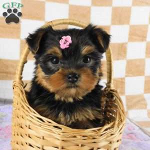 Marigold, Yorkie Puppy