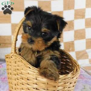 Marigold, Yorkie Puppy