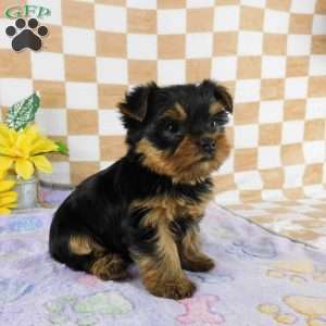 Marigold, Yorkie Puppy