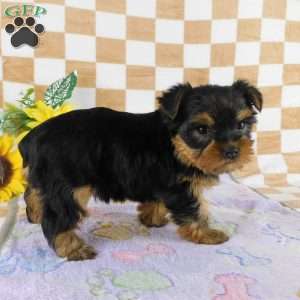 Marigold, Yorkie Puppy