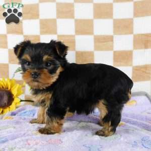 Marigold, Yorkie Puppy