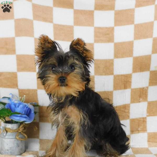 Marcus, Yorkie Puppy