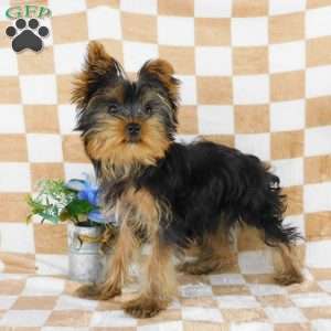 Marcus, Yorkie Puppy