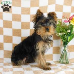 Marcus, Yorkie Puppy