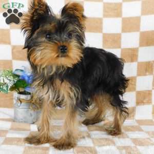 Marcus, Yorkie Puppy