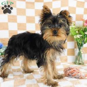 Marcus, Yorkie Puppy