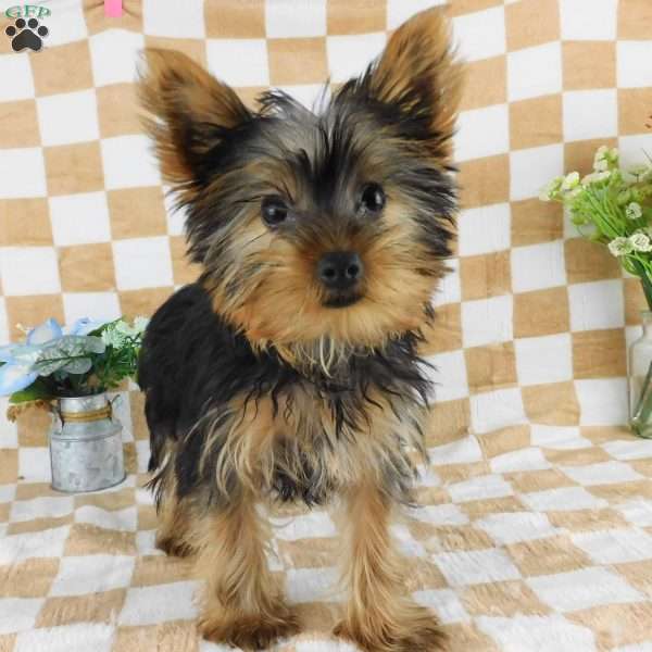 Michael, Yorkie Puppy
