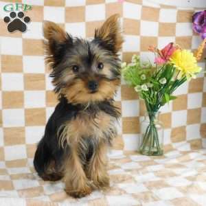 Michael, Yorkie Puppy