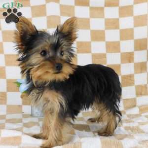 Michael, Yorkie Puppy