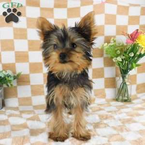 Michael, Yorkie Puppy
