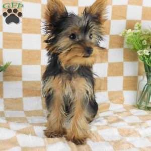Michael, Yorkie Puppy