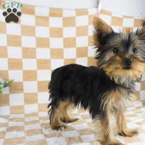 Michael, Yorkie Puppy