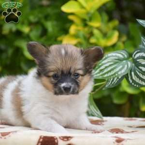 Flower, Papillon Puppy