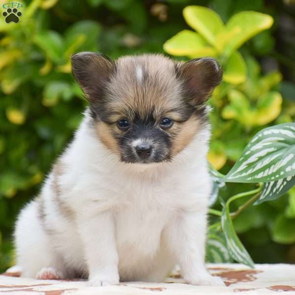 Flower, Papillon Puppy