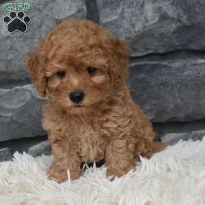 Petey, Toy Poodle Puppy
