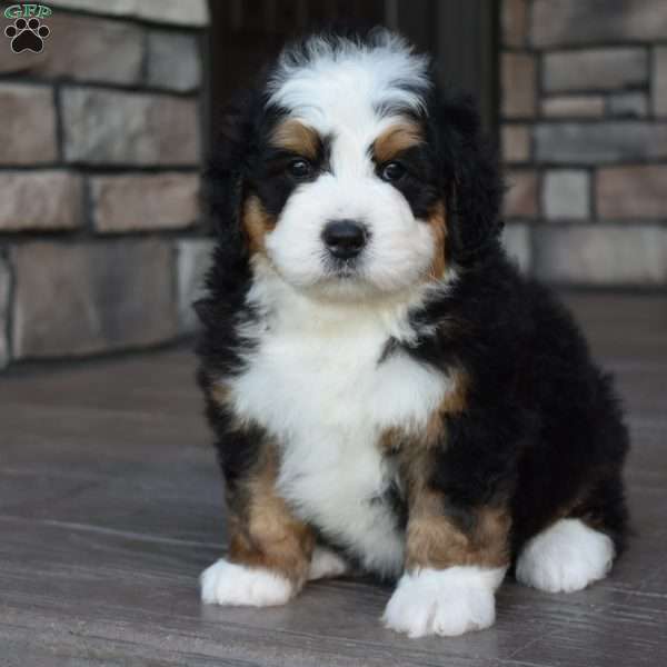 Jax, Mini Bernedoodle Puppy