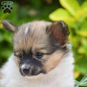 Flower, Papillon Puppy