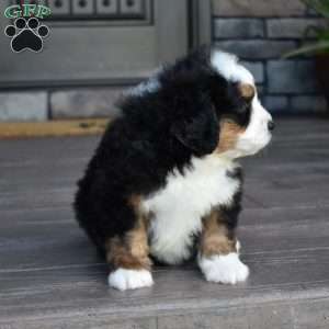 Jax, Mini Bernedoodle Puppy